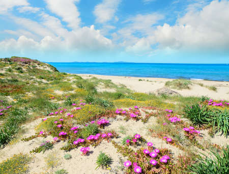 pink flowers in Platamona shoreline. Shot in Sardinia, Italyの写真素材