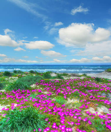 pink flowers by Platamona shoreline. Shot in Sardinia, Italyの写真素材
