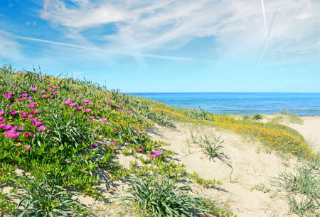 pink flowers in Platamona shoreline. Shot in Sardinia, Italyの写真素材