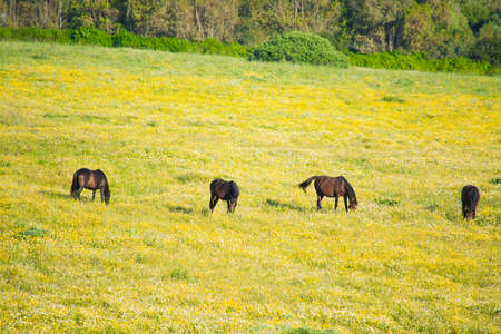 four brown horses in a yellow and green meadow. Shot in Sardinia, Italyの写真素材