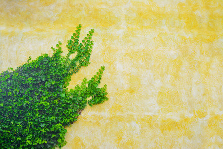 ivy leaves on a yellow rustic wall