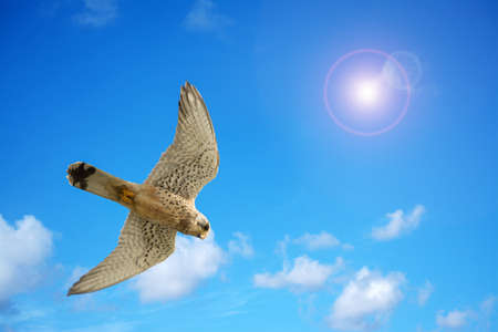 close up of a naumanni hawk under a bright sunの写真素材