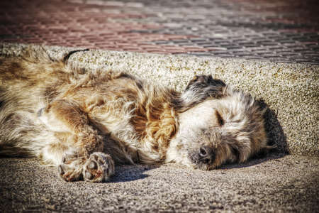 close up of a dog sleeping in the street in hdr tone mapping effectの写真素材
