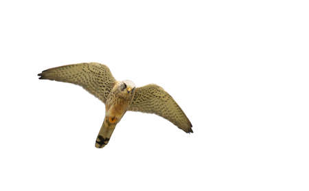 flying hawk isolated on white backgroundの写真素材