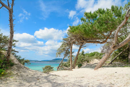 pine trees by the shore in Maria Pia beach, Sardiniaの写真素材