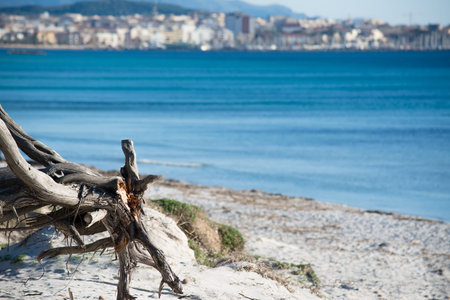 close up of a pine trunk by the shore in Maria Pia beach, Alghero