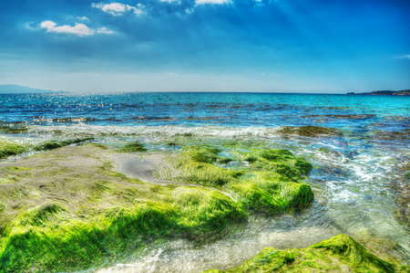 green seaweeds on the rocks in Le Bombarde beach, Italy. Processed for hdr tone mapping effect