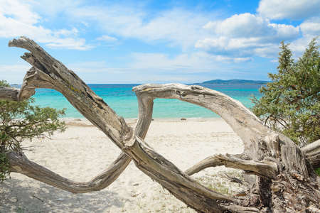pine trunk in Maria Pia beach, Sardiniaの写真素材