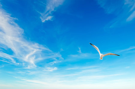 seagull flying in the blue sky with cloudsの写真素材
