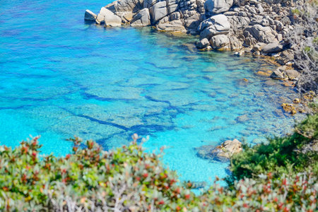 rocks and plants by Capo Testa shoreline, Sardiniaの写真素材