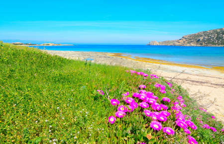 pink flowers and green grass by the sea in Capo Testa, Sardiniaの写真素材