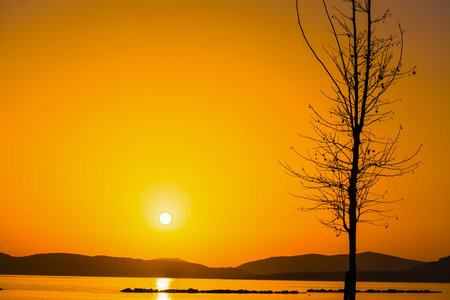 plant silhouette by the sea at sunset