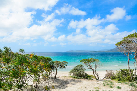 pine trees by the shore in Alghero coastline, Italy