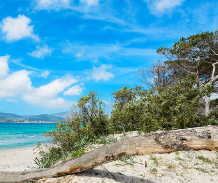 close up of a pine branch by the sea in Alghero, Italyの写真素材