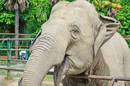 front view of a smiling elephantの写真素材