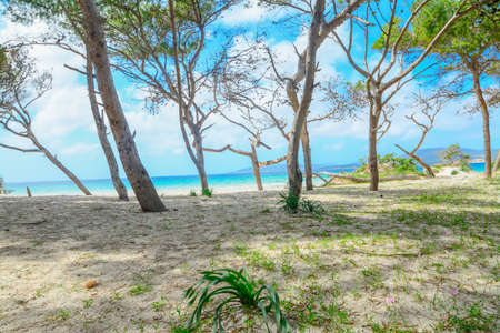 pine forest by the shore in Maria Pia beach, Sardiniaの写真素材