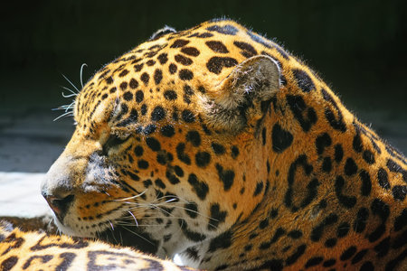 close up of a jaguar head side viewの写真素材