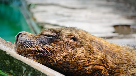 close up of a sea lion sleeping by the water