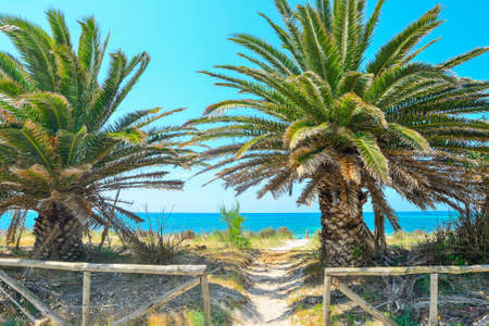 palm trees by the shore in Alghero, Sardiniaの写真素材