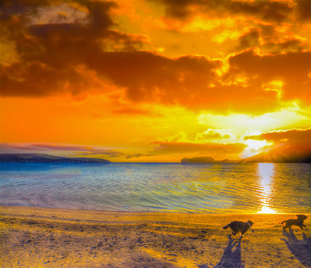 two small dogs running on the beach at sunset in Sardiniaの写真素材