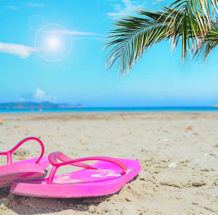 pink flip flops under a palm branchの写真素材