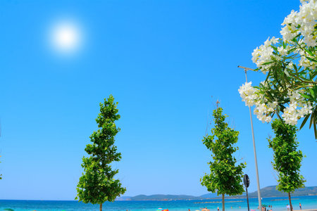 white oleanders and other plants by the shore in Alghero, Sardiniaの写真素材