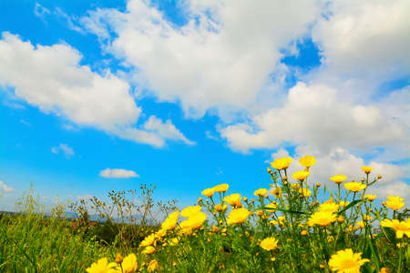 yellow flowers under white, soft cloudsの写真素材