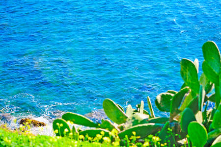 green cactus over Alghero blue sea, Italyの写真素材