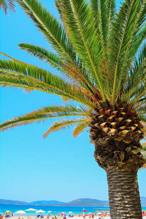 palm tree by the sea in Alghero, Italyの写真素材