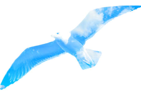 seagull silhouette and sky in double exposureの写真素材