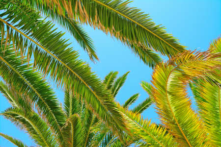 palm branches under a clear sky in Sardinia, Italyの写真素材