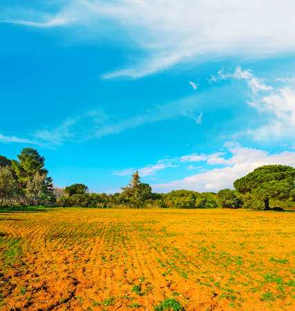 blue sky over brown soil and treesの写真素材