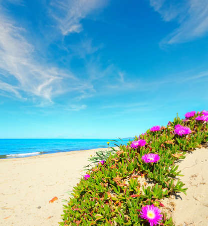 green and pink shore in Platamona, Sardiniaの写真素材