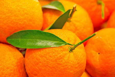 close up of a bunch of oranges with green leavesの写真素材
