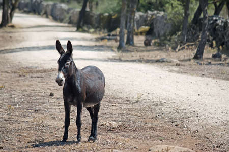 front view of a dark donkey in the countryside, Sardiniaの写真素材