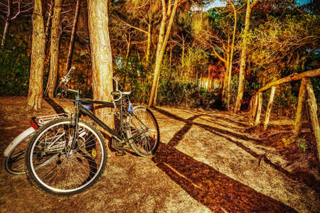 two bikes in the forest at nightの写真素材
