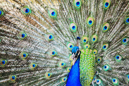 close up of a peacock wheelの写真素材