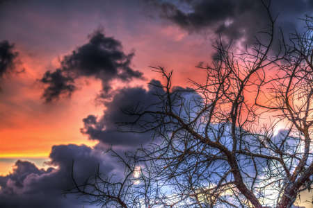 dry branches silhouette under a colorful sky at sunsetの写真素材