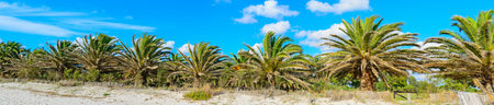 panoramic view of palm trees under a blue skyの写真素材