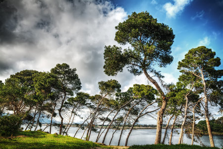 pine trees by the water in pond Calik, Sardinia.