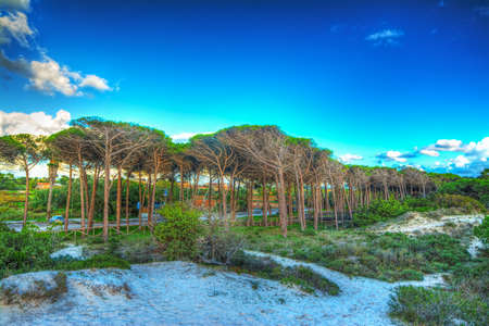 Sand dune in Maria Pia beach, Sardiniaの写真素材