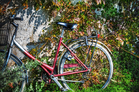 bicycle against a wall with ivy leavesの写真素材