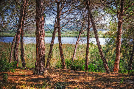 pine tree by the water in Platamona pond, Sardiniaの写真素材