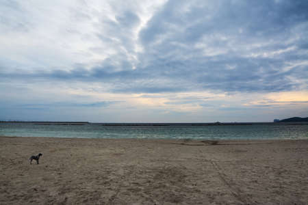 dog alone at the beach under an overcast sky at sunsetの写真素材
