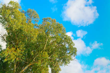 eucalyptus tree seen from below on a cloudy dayの写真素材