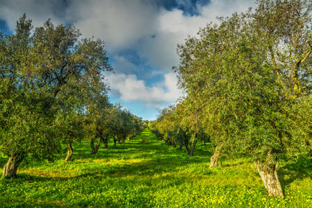 Olive trees in a green meadow in Sardinia, italyの写真素材