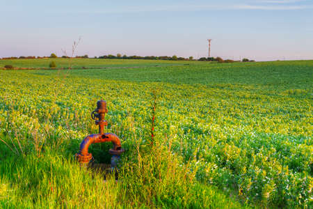 green meadow under a clear sky in Sardiniaの写真素材