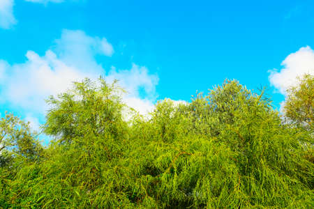 green plants under a blue sky in Sardiniaの写真素材