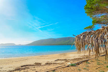 palm parasol in Mugoni beach, Sardiniaの写真素材