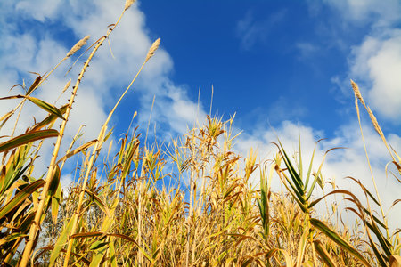 yellow reeds under a blue sky with clouds